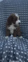 Waylon , a male Poodle - Miniature  for sale in Hopkinsville, KY – Photo 3 of 6