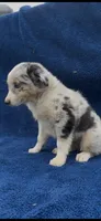 Roxie , a female Miniature Australian Shepherd for sale in Hopkinsville, KY – 4 of 5
