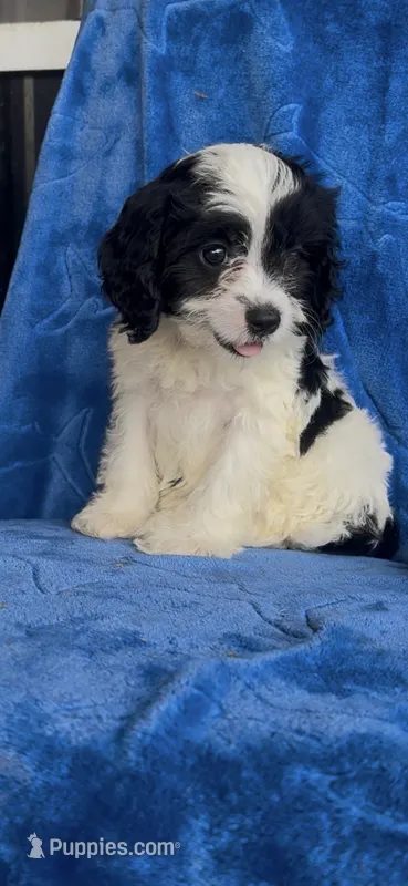 Ari Kate  – Cavapoo puppy for sale in Hopkinsville, KY