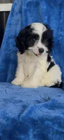 Ari Kate , a female Cavapoo for sale in Hopkinsville, KY – 1 of 5