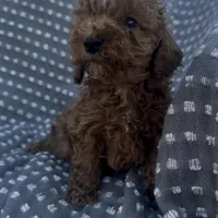 Perry, a male Poodle - Miniature  for sale in Hopkinsville, KY – Photo 6 of 8