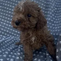 Perry, a male Poodle - Miniature  for sale in Hopkinsville, KY – Photo 5 of 8