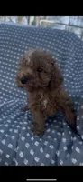 Pixie , a female Poodle - Miniature  for sale in Hopkinsville, KY – Photo 1 of 4