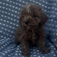 Perry, a male Poodle - Miniature  for sale in Hopkinsville, KY – Photo 7 of 8