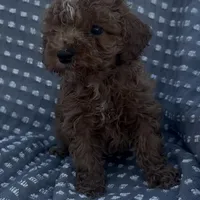 Perry, a male Poodle - Miniature  for sale in Hopkinsville, KY – Photo 8 of 8