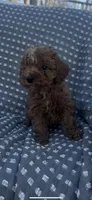 Pixie , a female Poodle - Miniature  for sale in Hopkinsville, KY – Photo 3 of 4