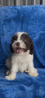 Boonie , a male Cavapoo for sale in Hopkinsville, KY – 4 of 5