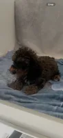 Milo, a male Poodle - Miniature  for sale in Hopkinsville, KY – 2 of 4
