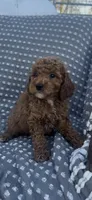 Clover , a female Poodle - Miniature  for sale in Hopkinsville, KY – Photo 2 of 4