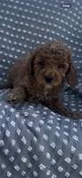 Clover , a female Poodle - Miniature  for sale in Hopkinsville, KY – Photo 1 of 4