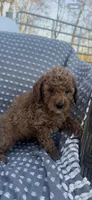 Clover , a female Poodle - Miniature  for sale in Hopkinsville, KY – Photo 3 of 4