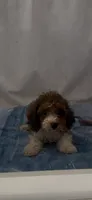 Ruthie , a female Poodle - Miniature  for sale in Hopkinsville, KY – 2 of 3