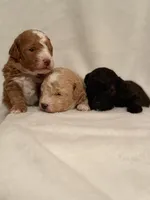 Alvin, a male Maltipoo for sale in Liberty, SC – Photo 3 of 3