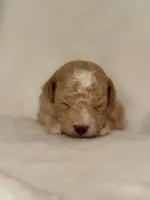 Alvin, a male Maltipoo for sale in Liberty, SC – Photo 2 of 3