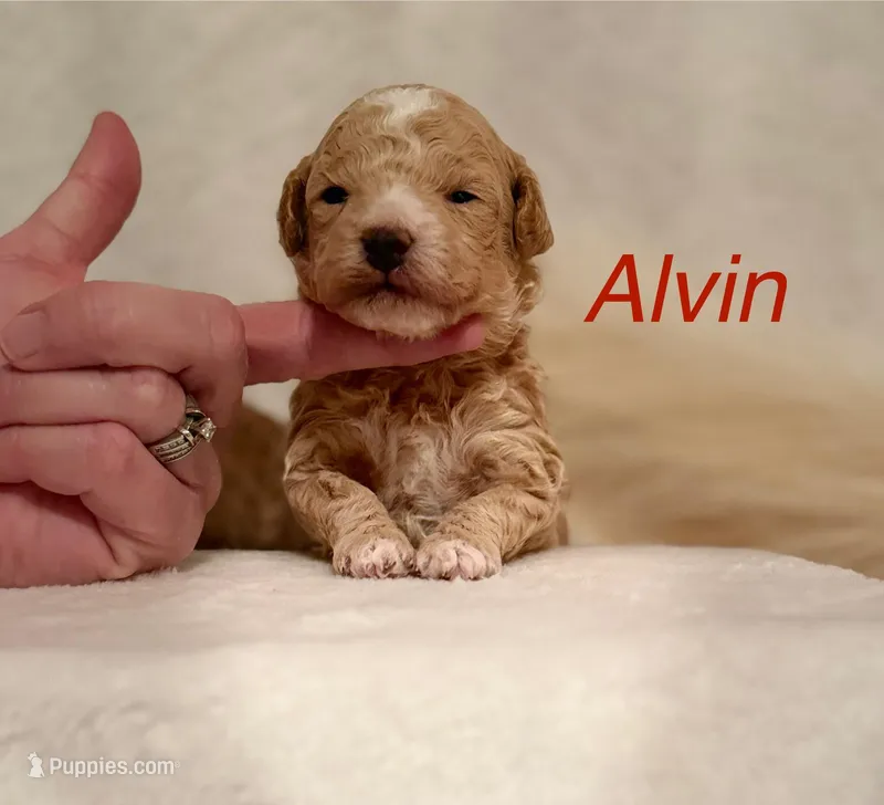 Alvin