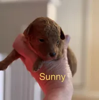 Sunny, a male Poodle - Miniature  for sale in Liberty, SC – Photo 2 of 2