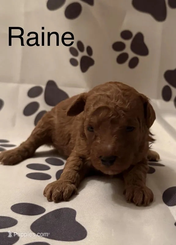 Raine – Poodle - Miniature  puppy for sale in Liberty, SC