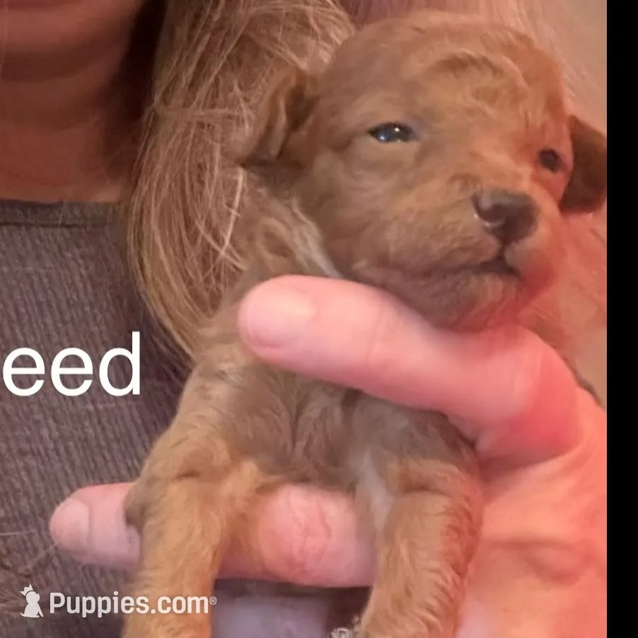 Reed – Poodle - Miniature  puppy for sale in Liberty, SC