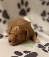 Daisy, a female Poodle - Miniature  for sale in Liberty, SC – Photo 3 of 3
