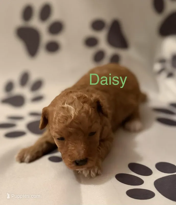 Daisy – Poodle - Miniature  puppy for sale in Liberty, SC