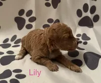 Lily, a female Poodle - Miniature  for sale in Liberty, SC – Photo 2 of 2