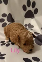 Lily, a female Poodle - Miniature  for sale in Liberty, SC – Photo 1 of 2