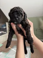 Elenor, a female Maltipoo for sale in Liberty, SC – Photo 3 of 3
