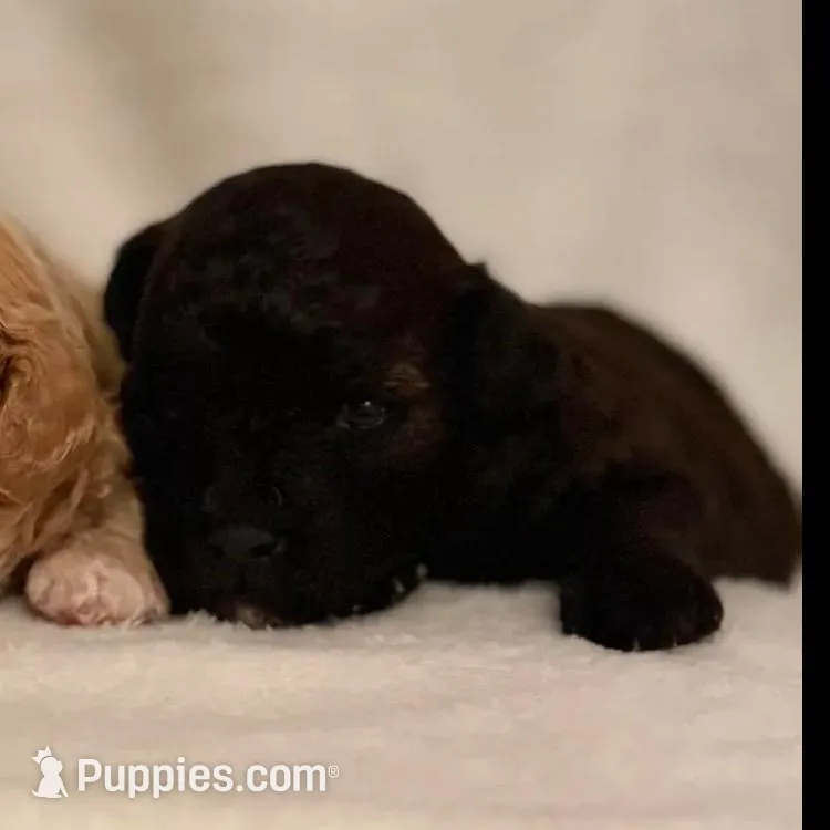 Elenor, a female Maltipoo for sale in Liberty, SC – Photo 2 of 3