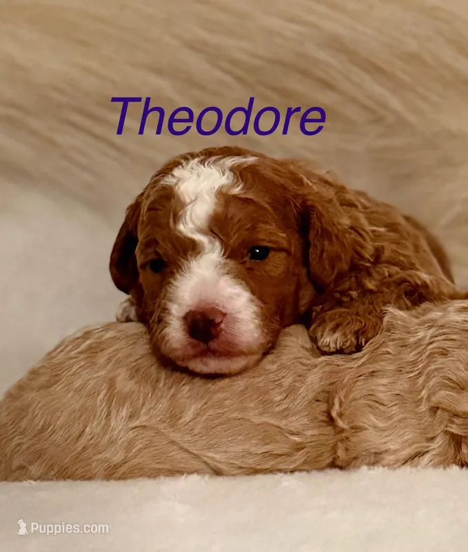 Theodore