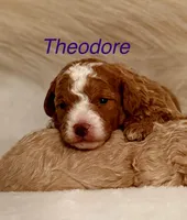 Theodore, a male Maltipoo for sale in Liberty, SC – Photo 1 of 4