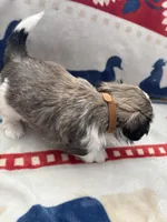 Brown, a male Shih Tzu for sale in Nampa, ID – 2 of 2