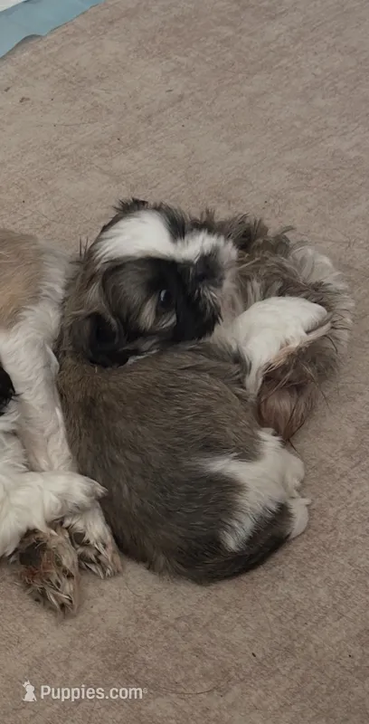 Brown – Shih Tzu puppy for sale in Nampa, ID