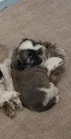 Brown, a male Shih Tzu for sale in Nampa, ID – 1 of 2