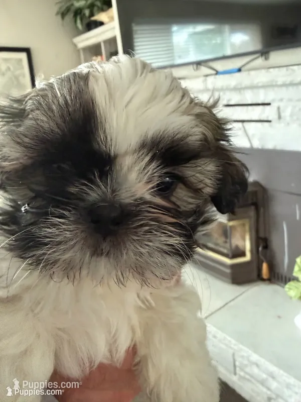 Brown – Shih Tzu puppy for sale in Nampa, ID
