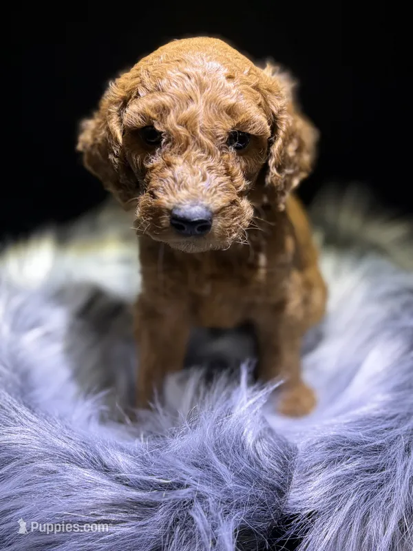 Ben – Goldendoodle puppy for sale in Kohler, WI