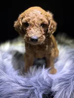 Ben, a male Goldendoodle for sale in Kohler, WI – 1 of 7