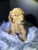 Brownie, a male Goldendoodle for sale in Kohler, WI – 3 of 8