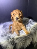 Choco, a male Goldendoodle for sale in Kohler, WI – 3 of 6