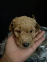 Lucy, a female Goldendoodle for sale in Kohler, WI – 8 of 8