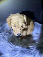 Lucy, a female Goldendoodle for sale in Kohler, WI – 2 of 8