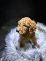 Ben, a male Goldendoodle for sale in Kohler, WI – 3 of 7