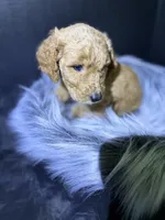 Lucy, a female Goldendoodle for sale in Kohler, WI – 4 of 8