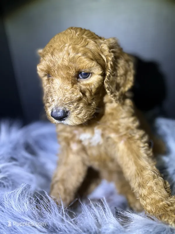 Max – Goldendoodle puppy for sale in Kohler, WI