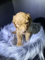 Brownie, a male Goldendoodle for sale in Kohler, WI – 5 of 8