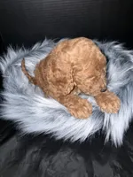 Max, a male Goldendoodle for sale in Kohler, WI – 3 of 8