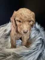 Brownie, a male Goldendoodle for sale in Kohler, WI – 2 of 8