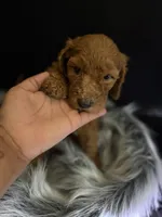 Max, a male Goldendoodle for sale in Kohler, WI – 4 of 8