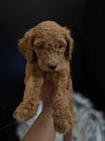 Ben, a male Goldendoodle for sale in Kohler, WI – 4 of 7