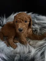 Choco, a male Goldendoodle for sale in Kohler, WI – 4 of 6