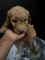 Lucy, a female Goldendoodle for sale in Kohler, WI – 7 of 8